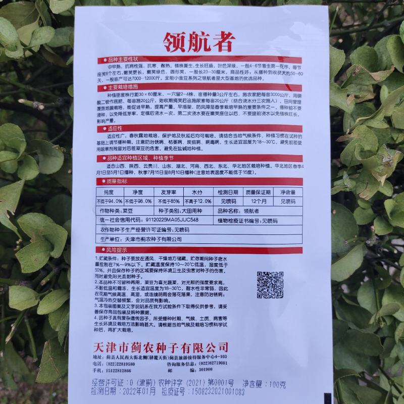 优选全能小金豆种子抗寒耐热芸豆四季豆种子春秋菜豆种子