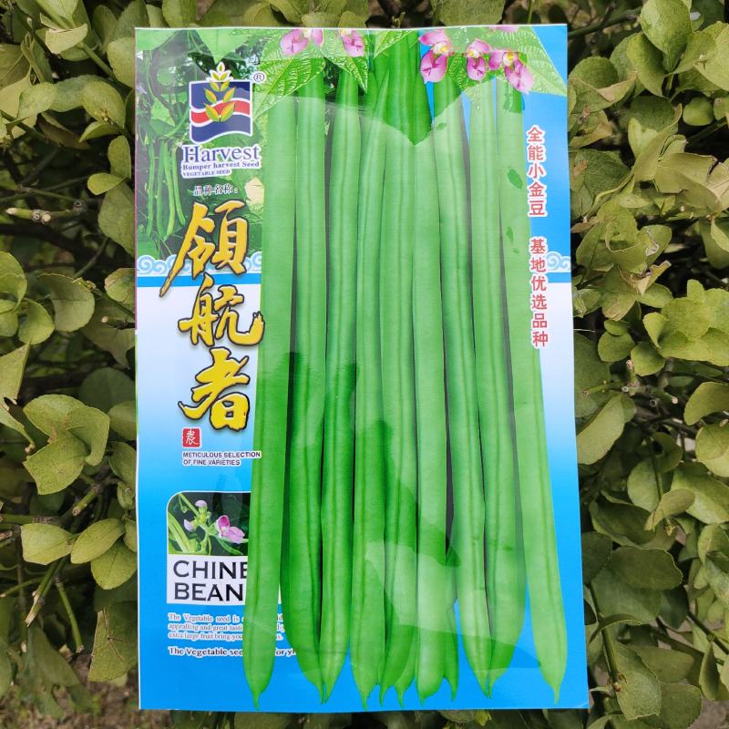 优选全能小金豆种子抗寒耐热芸豆四季豆种子春秋菜豆种子