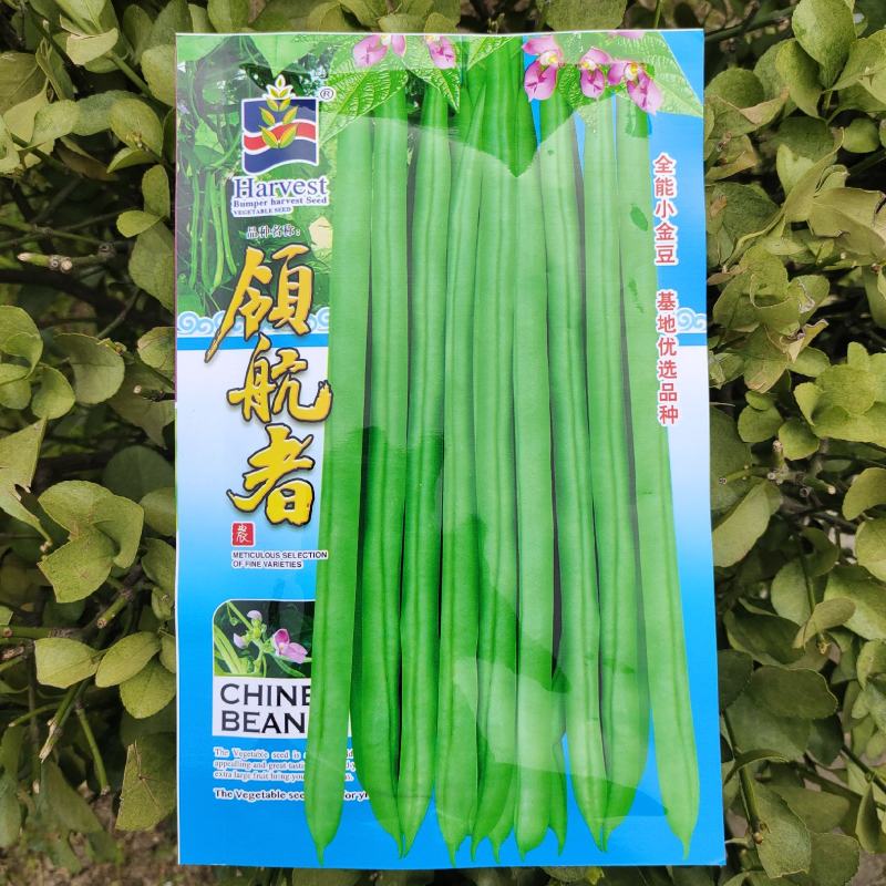 优选全能小金豆种子抗寒耐热芸豆四季豆种子春秋菜豆种子