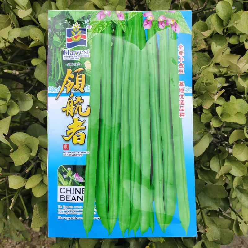 优选全能小金豆种子抗寒耐热芸豆四季豆种子春秋菜豆种子
