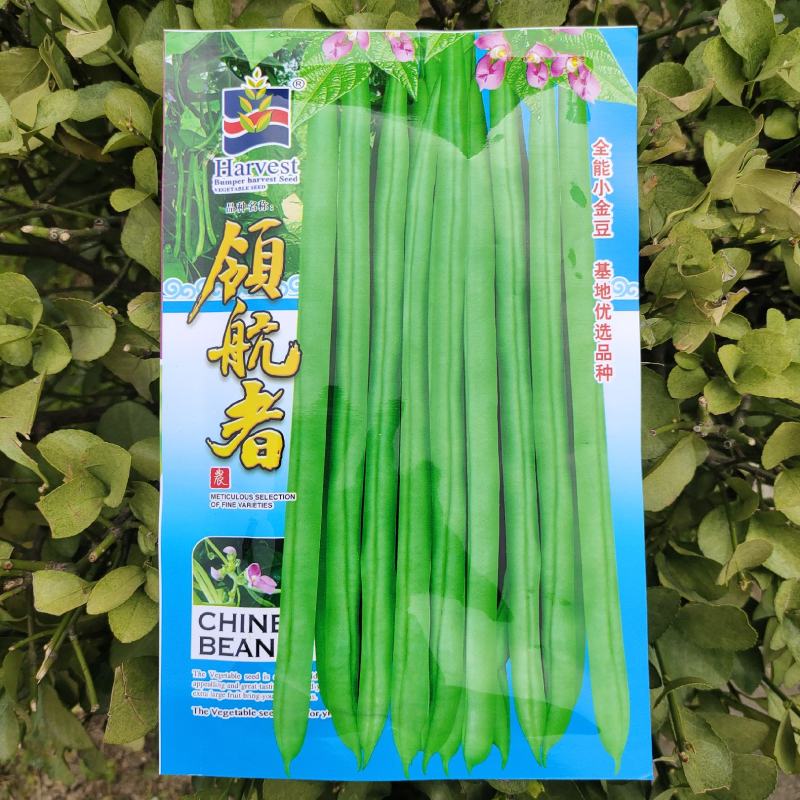 优选全能小金豆种子抗寒耐热芸豆四季豆种子春秋菜豆种子