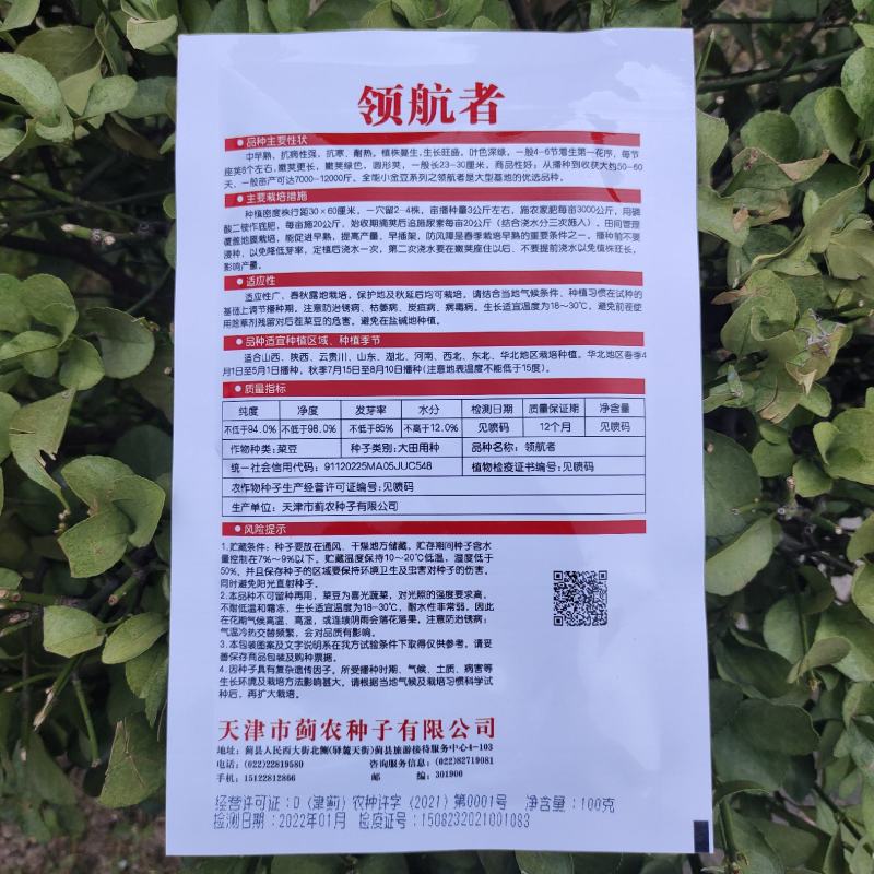 优选全能小金豆种子抗寒耐热芸豆四季豆种子春秋菜豆种子