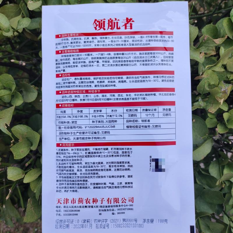 优选全能小金豆种子抗寒耐热芸豆四季豆种子春秋菜豆种子