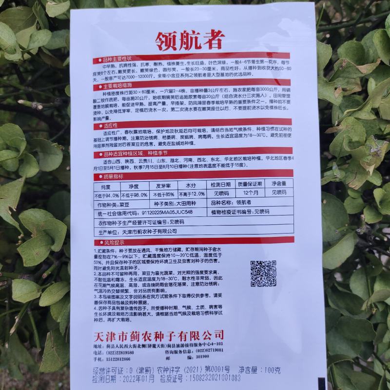 优选全能小金豆种子抗寒耐热芸豆四季豆种子春秋菜豆种子