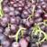 乐亭巨峰葡萄大量上市出货中，产地直发量大从优，欢迎联系