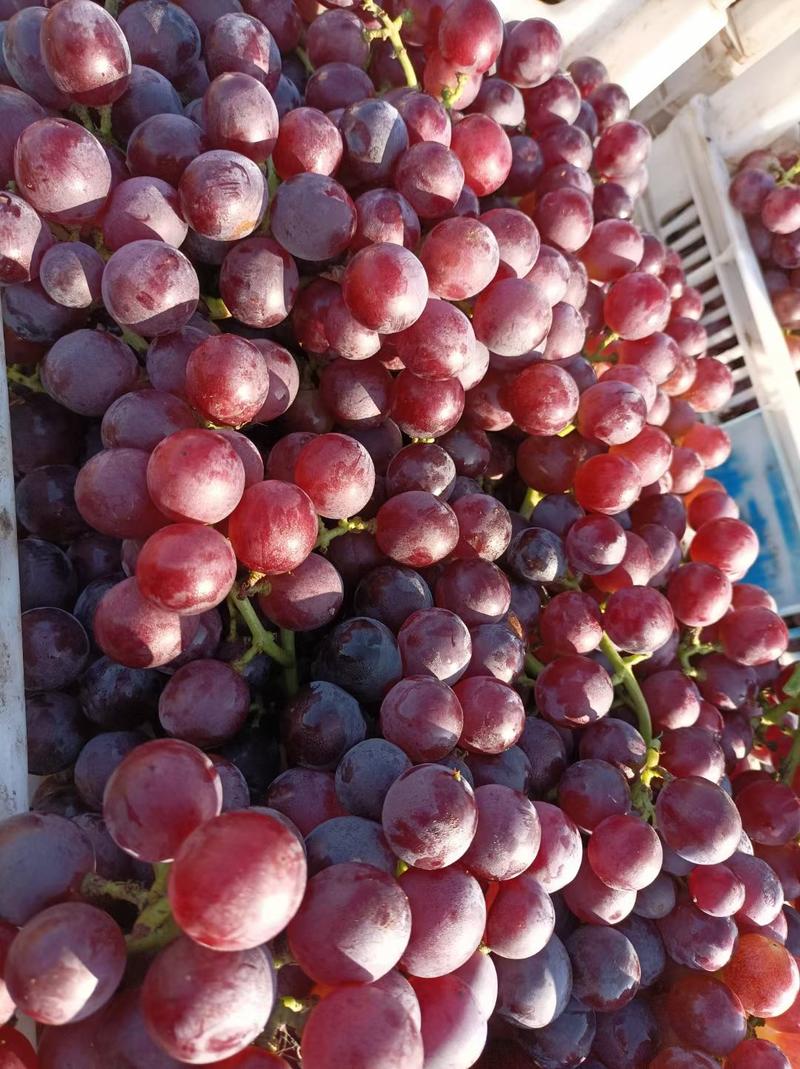 乐亭巨峰葡萄大量上市出货中，产地直发量大从优，欢迎联系
