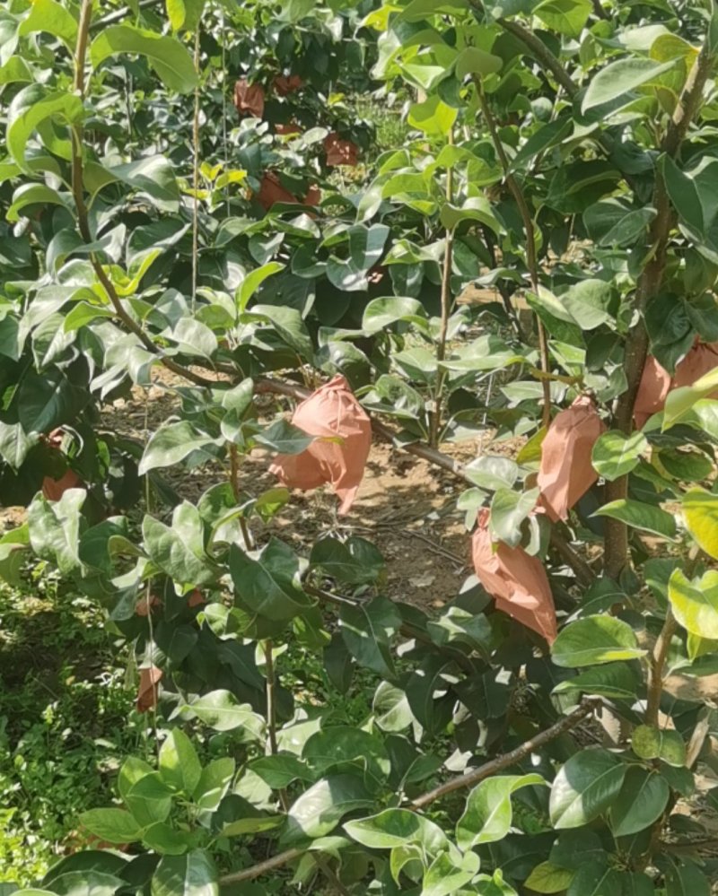 秋月梨