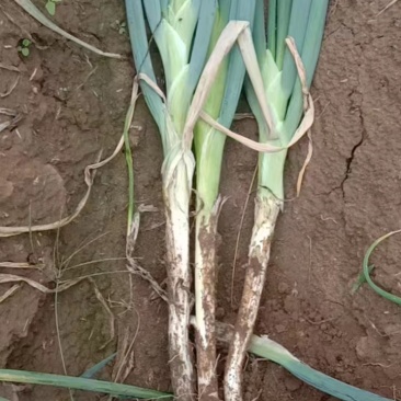 广全蔬菜代办，常年代收各类蔬菜，精品大葱，全国发货，