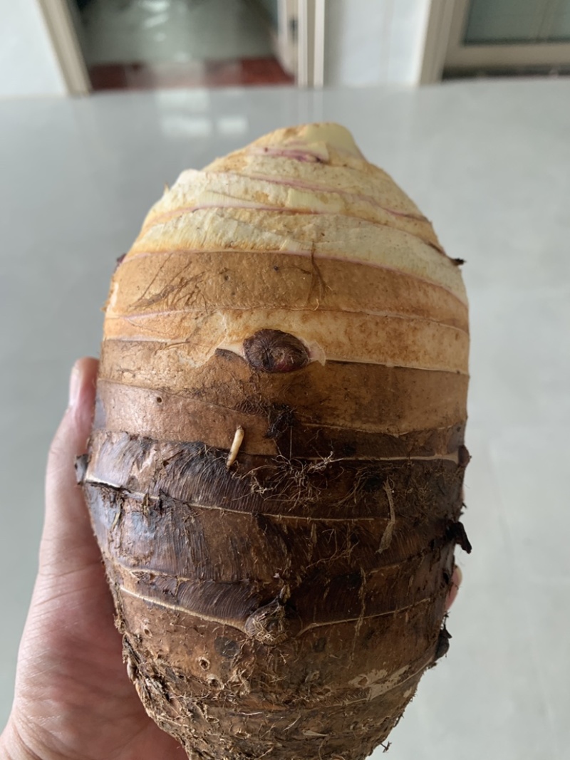 广西荔浦香芋地头货招全国实力芋头批发商量大价优