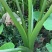 广西荔浦香芋地头货招全国实力芋头批发商量大价优