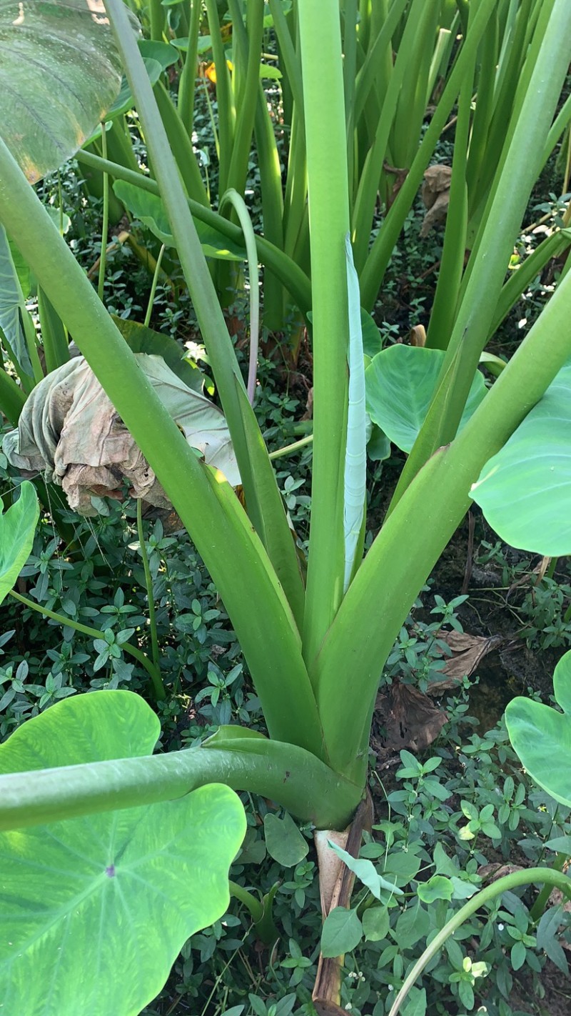 广西荔浦香芋地头货招全国实力芋头批发商量大价优