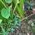 广西荔浦香芋地头货招全国实力芋头批发商量大价优