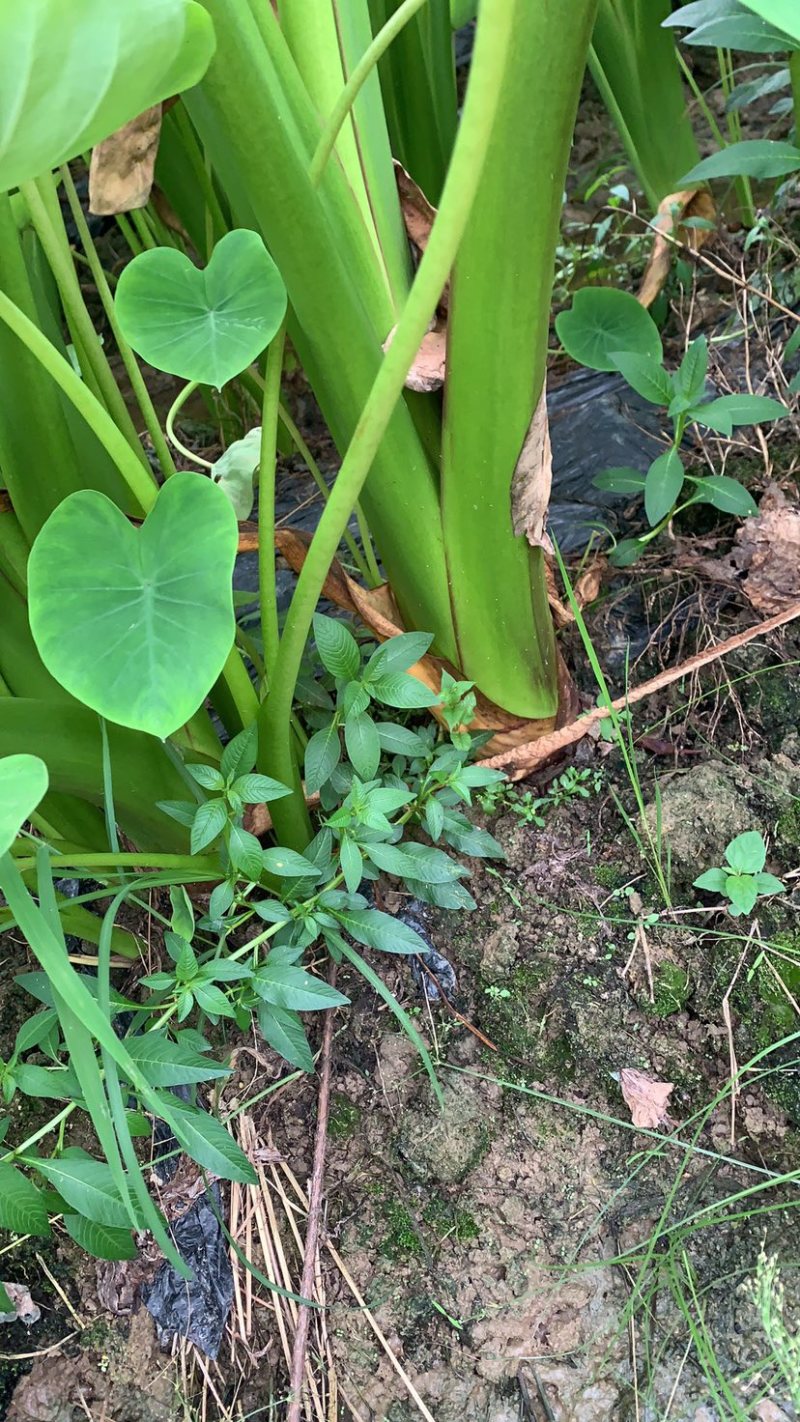 广西荔浦香芋地头货招全国实力芋头批发商量大价优