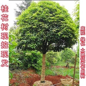 【包邮】桂花大树金桂丹桂庭院工程桂花树地栽浓香型四季桂花