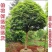 【包邮】桂花大树金桂丹桂庭院工程桂花树地栽浓香型四季桂花