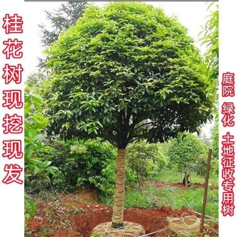 【包邮】桂花大树金桂丹桂庭院工程桂花树地栽浓香型四季桂花