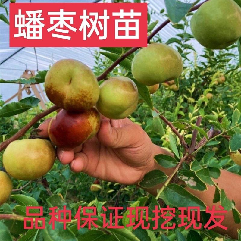 蟠枣苗，皮薄肉脆，果个大耐储存，易管理丰产好，效益高