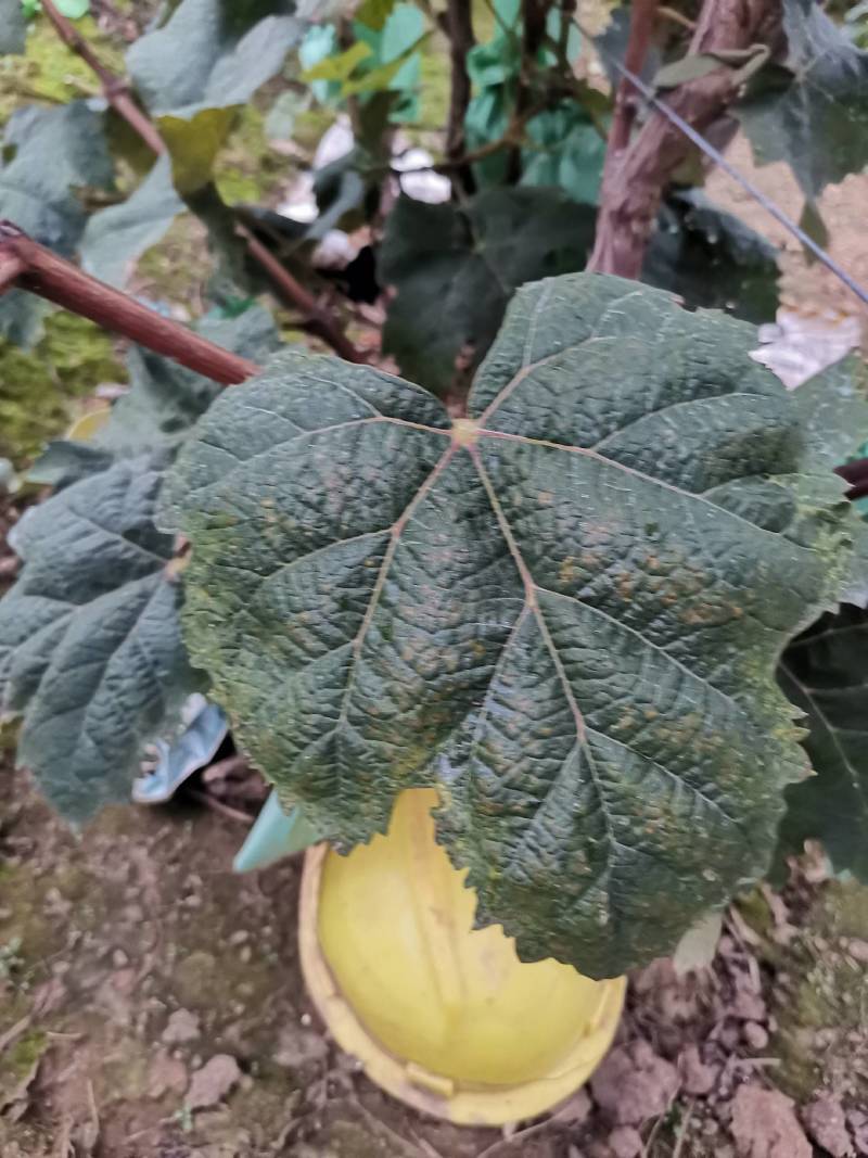因经营不善本人出售现货四年阳光玫瑰葡萄树3月和11月开挖