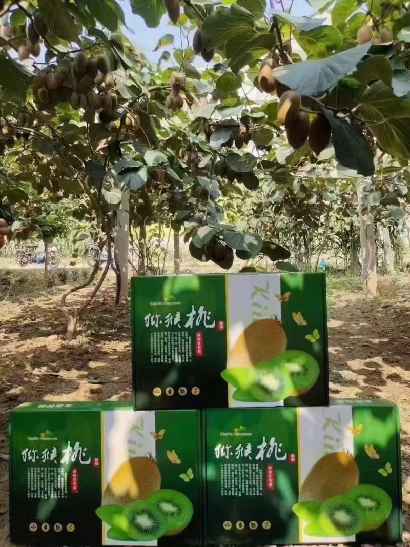 周至翠香猕猴桃