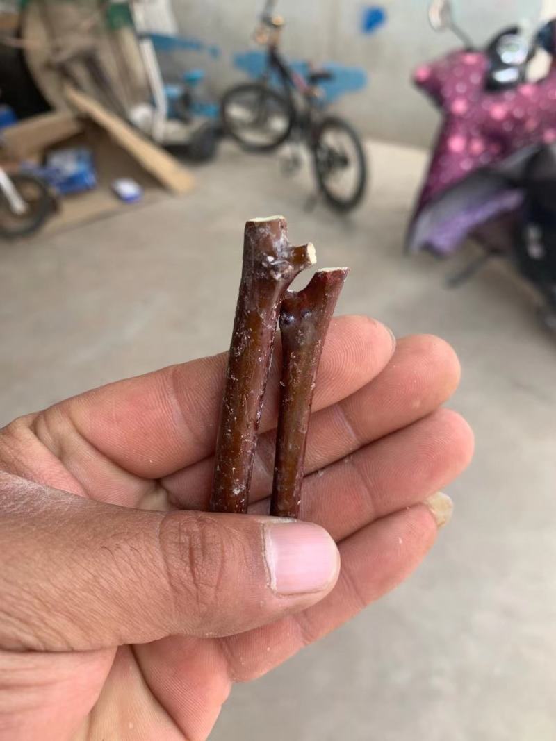 蟠枣苗，皮薄肉脆，果个大耐储存，易管理丰产好，效益高