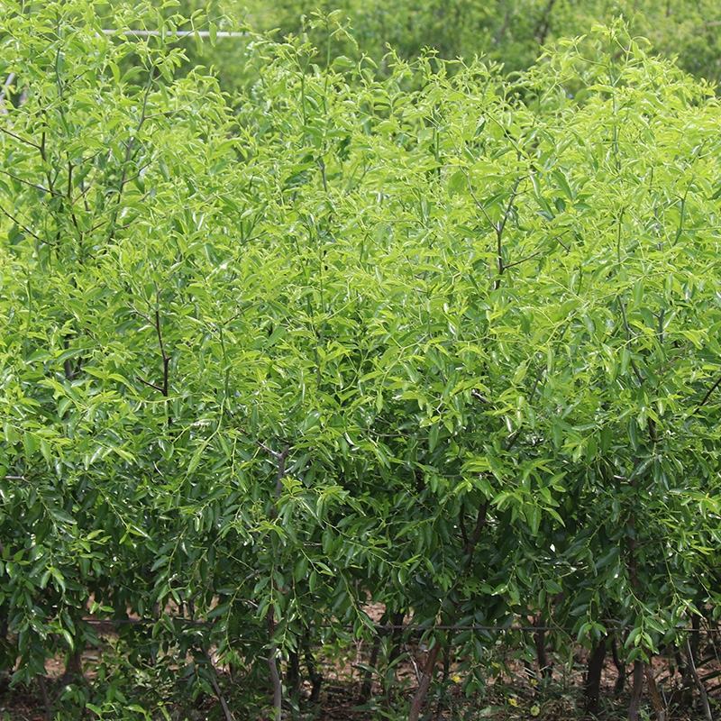 蟠枣苗，皮薄肉脆，果个大耐储存，易管理丰产好，效益高