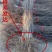 蟠枣苗，皮薄肉脆，果个大耐储存，易管理丰产好，效益高
