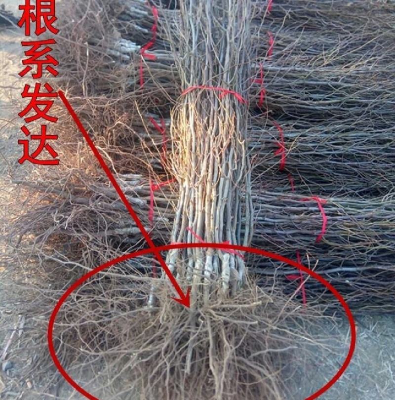 蟠枣苗，皮薄肉脆，果个大耐储存，易管理丰产好，效益高