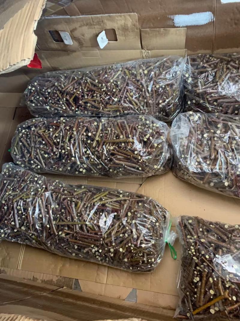 蟠枣苗，皮薄肉脆，果个大耐储存，易管理丰产好，效益高