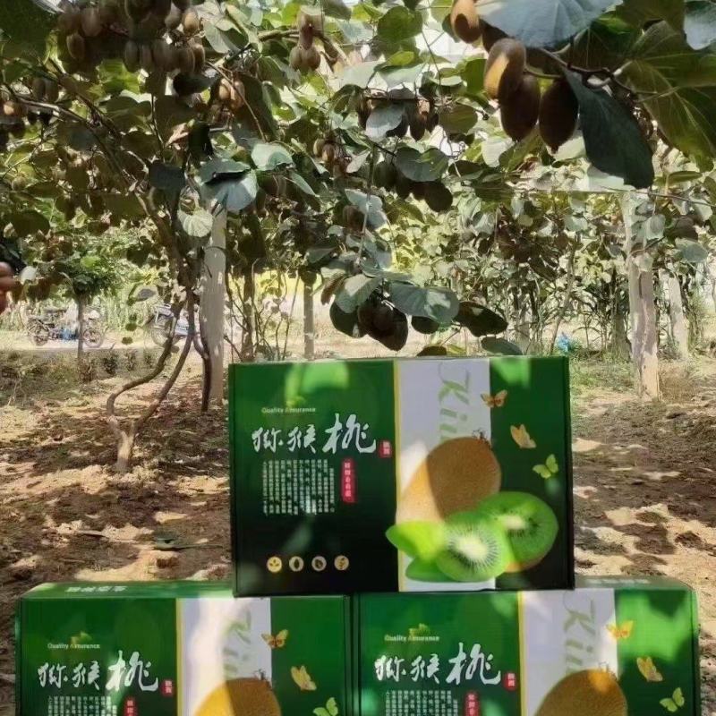 周至翠香猕猴桃