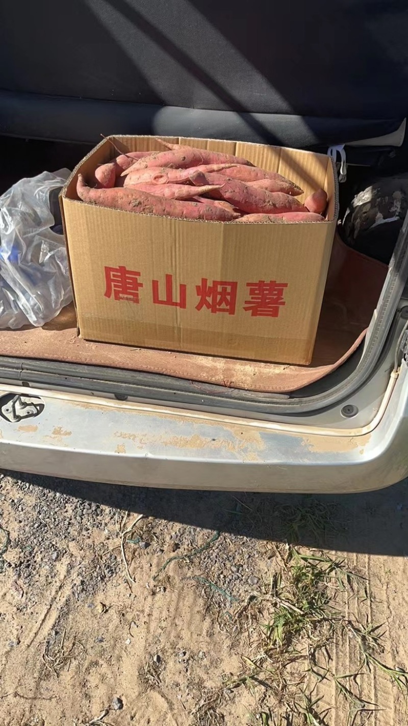 唐山烟薯25