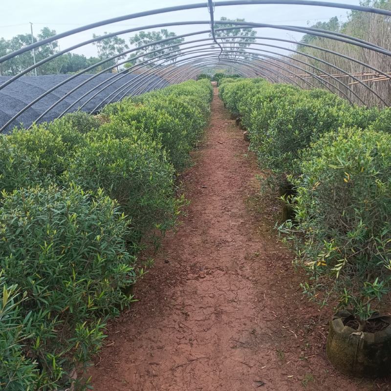 木犀榄木犀榄球木犀榄球精品高度克根据客户选购基地
