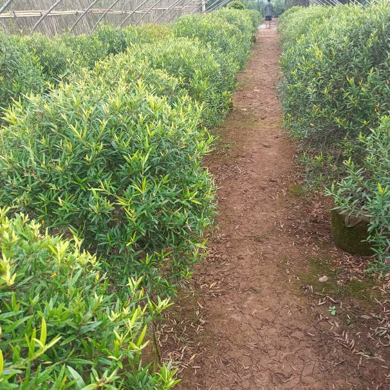 木犀榄木犀榄球木犀榄球精品高度克根据客户选购基地