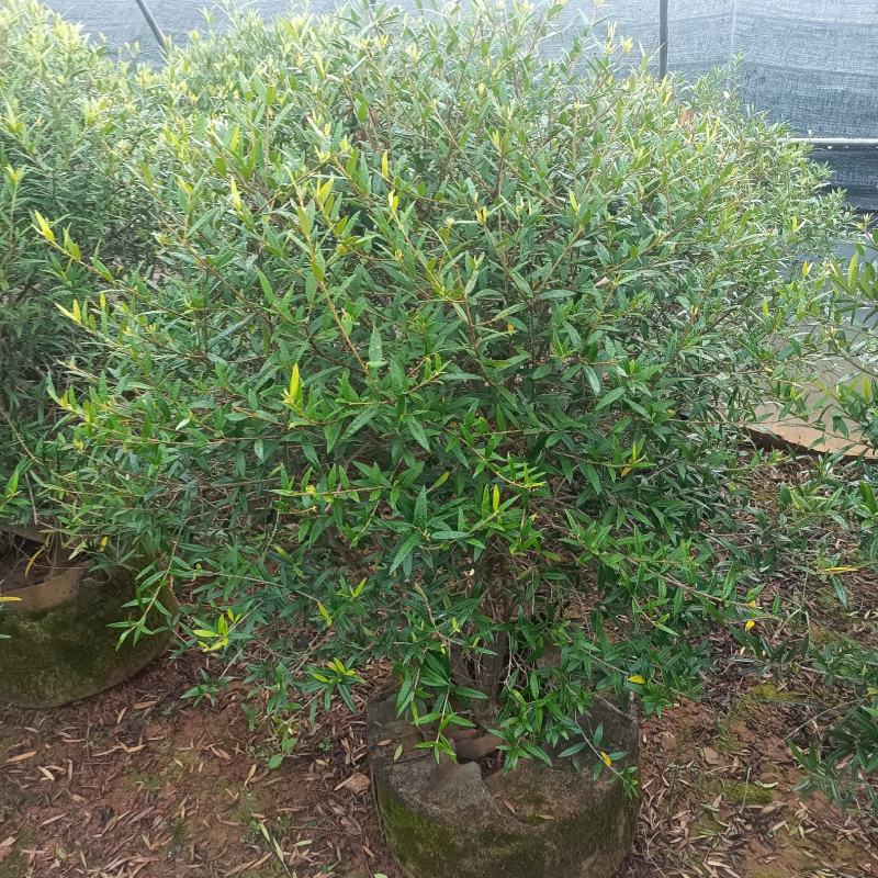 木犀榄木犀榄球木犀榄球精品高度克根据客户选购基地