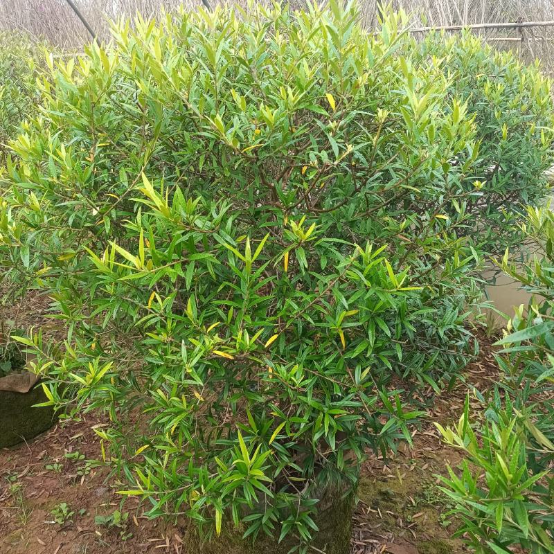 木犀榄木犀榄球木犀榄球精品高度克根据客户选购基地