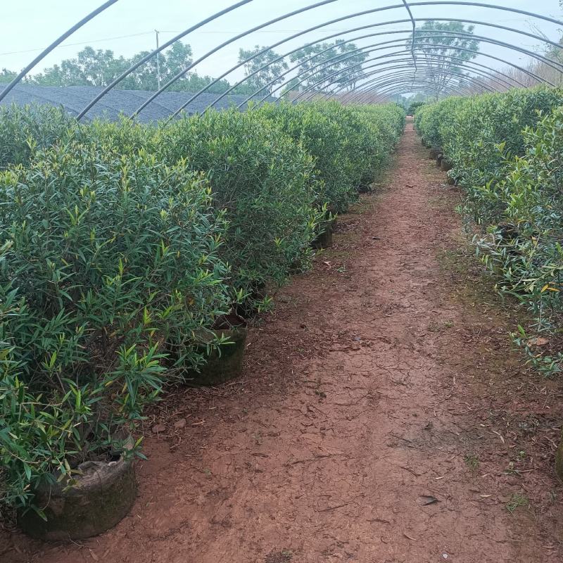 木犀榄木犀榄球木犀榄球精品高度克根据客户选购基地
