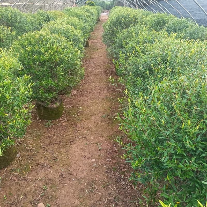 木犀榄木犀榄球木犀榄球精品高度克根据客户选购基地