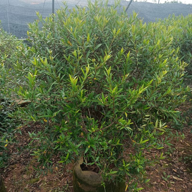 木犀榄木犀榄球木犀榄球精品高度克根据客户选购基地
