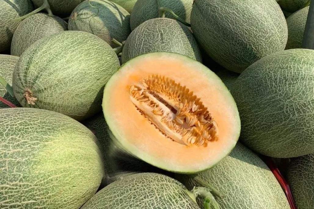 哈密瓜与西州蜜瓜田间对比图