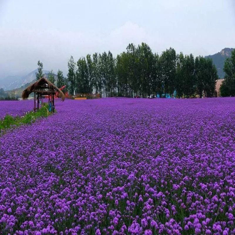 马鞭草种子多年生耐旱花期长柳叶阔叶柠檬草景观园林植物花种