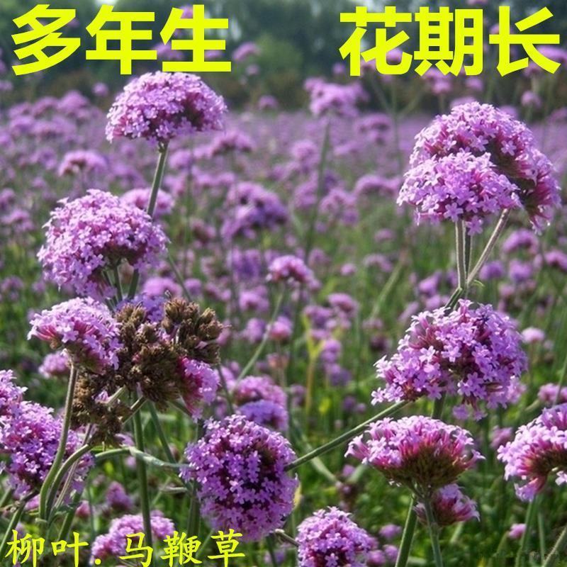 马鞭草种子多年生耐旱花期长柳叶阔叶柠檬草景观园林植物花种