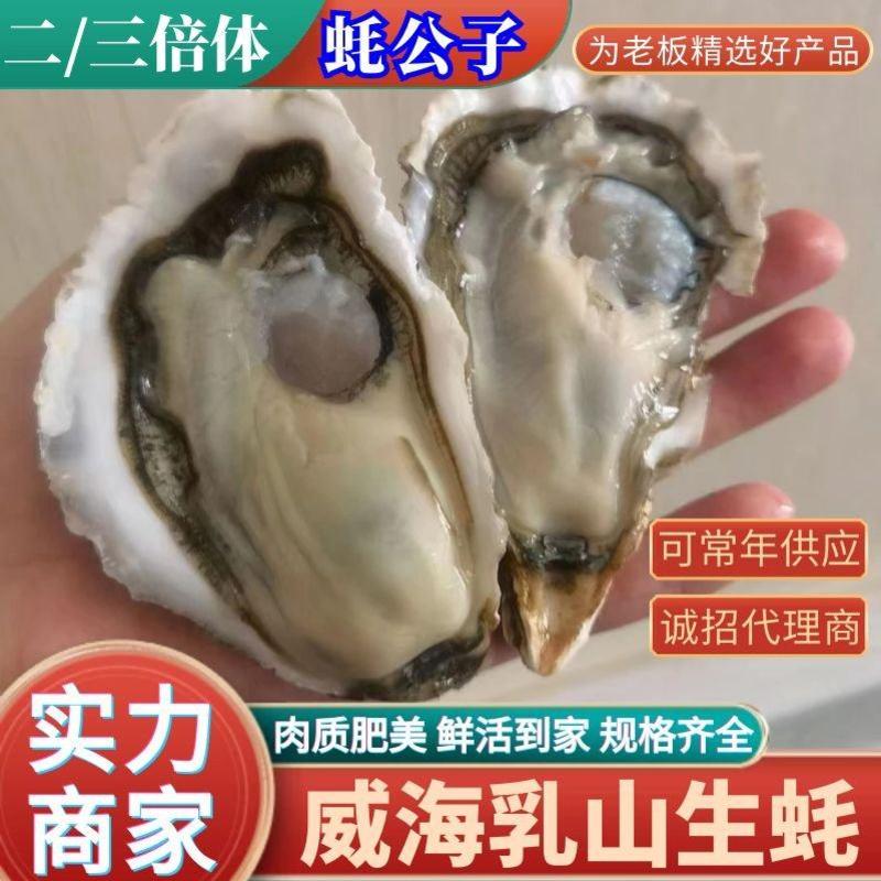 【蚝公子】乳山生蚝二/三倍体牡蛎现捞现发鲜货供应