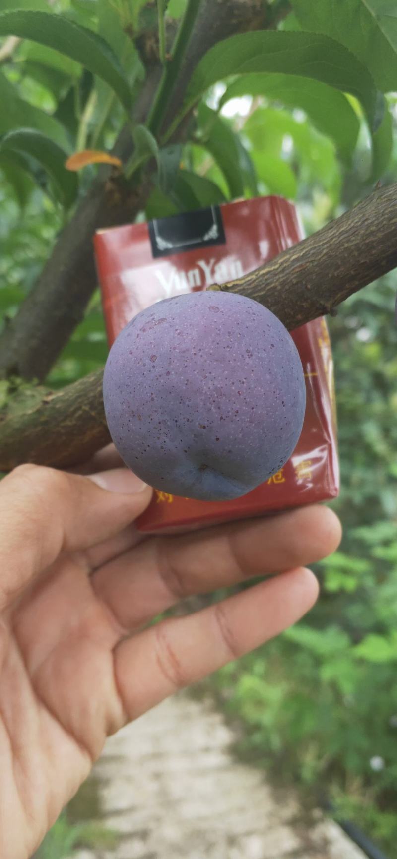 绥江南岸东转之地五月脆（蜜汁李）