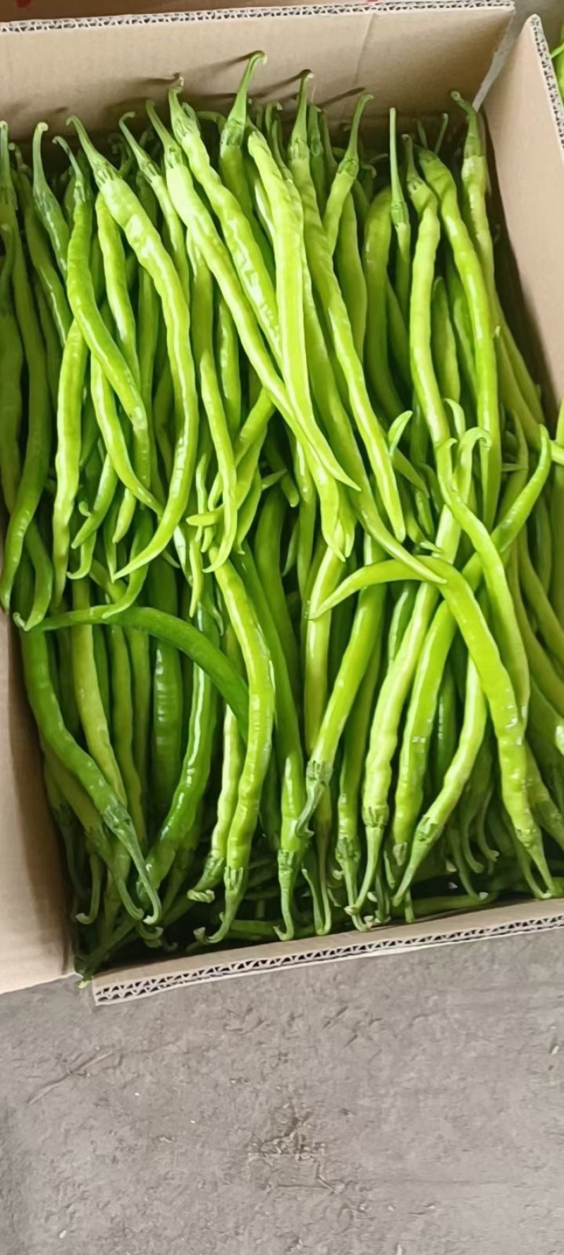 陕西辣椒大量到货有需要的客商提前联系接待优质客户