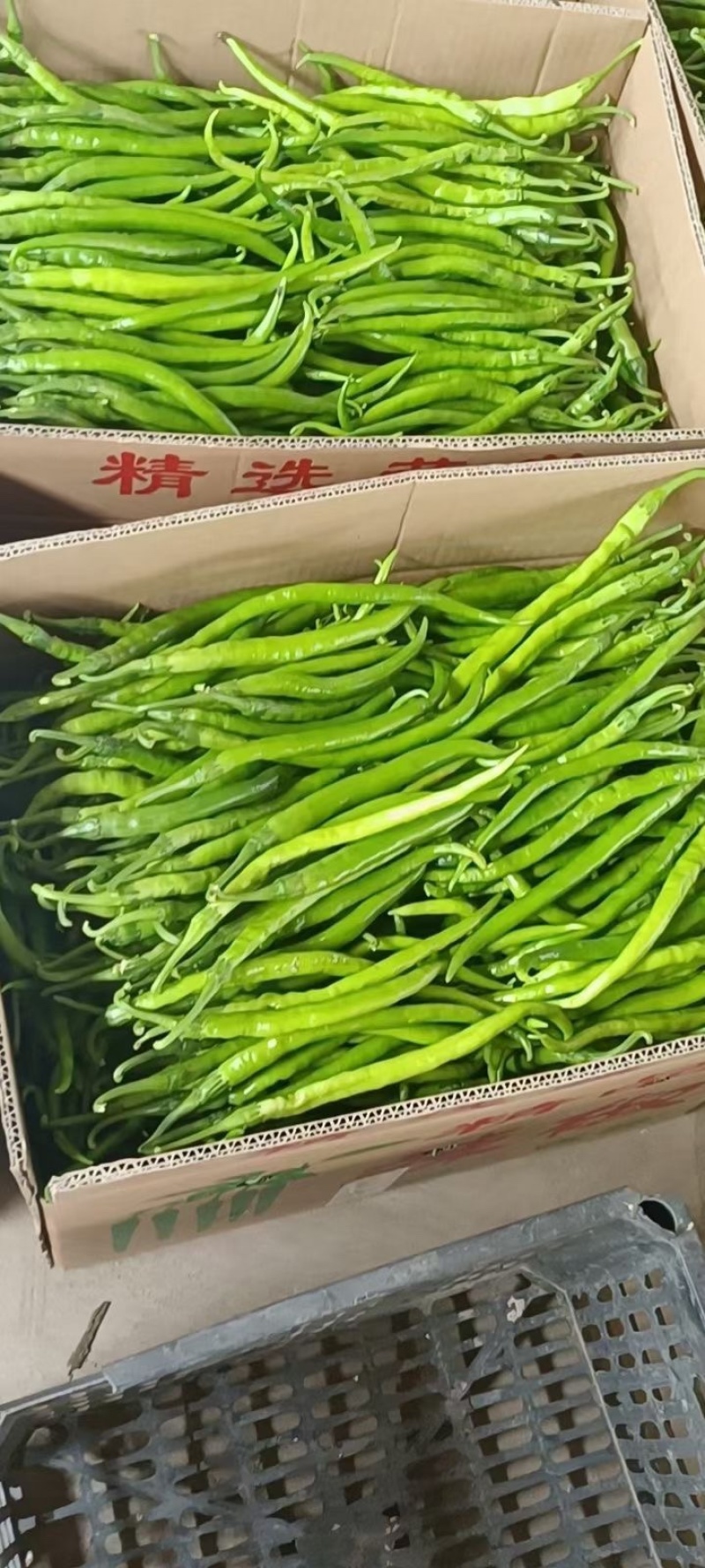 陕西辣椒大量到货有需要的客商提前联系接待优质客户