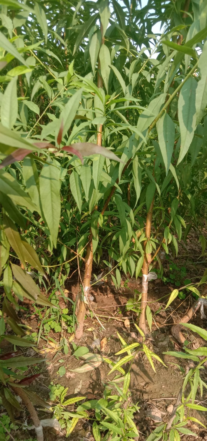 锦绣黄桃，中油4号，八三黄桃，突围毛桃，沙红毛桃价格便宜