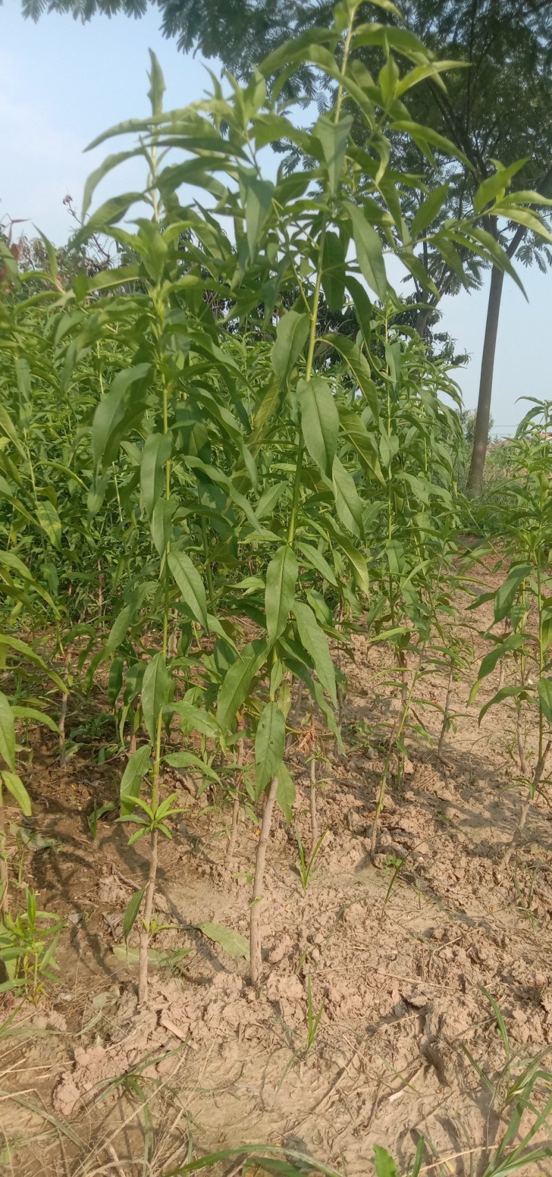 锦绣黄桃，中油4号，八三黄桃，突围毛桃，沙红毛桃价格便宜