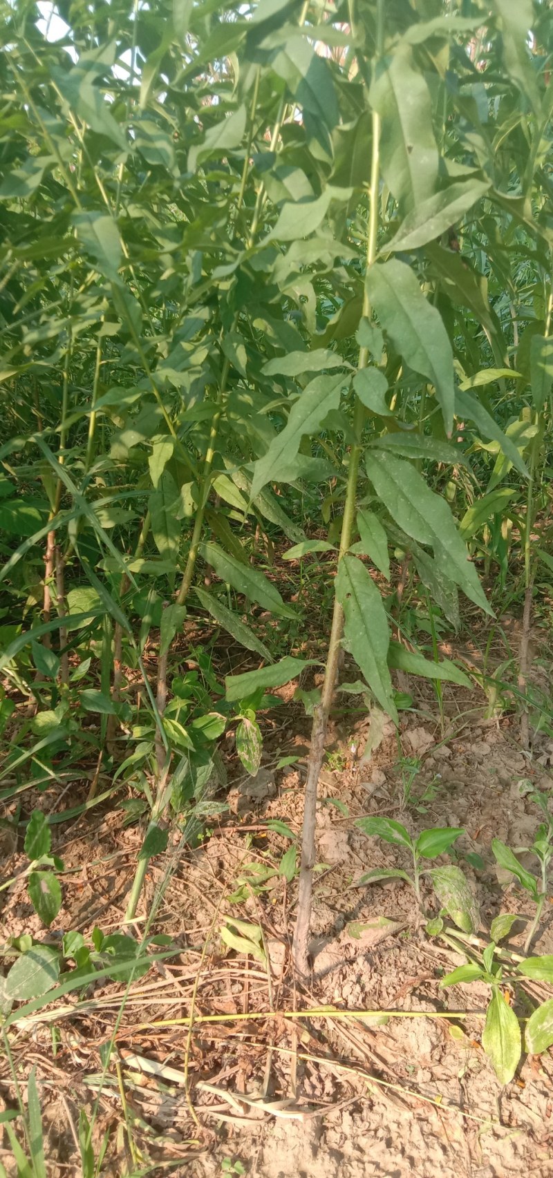锦绣黄桃，中油4号，八三黄桃，突围毛桃，沙红毛桃价格便宜