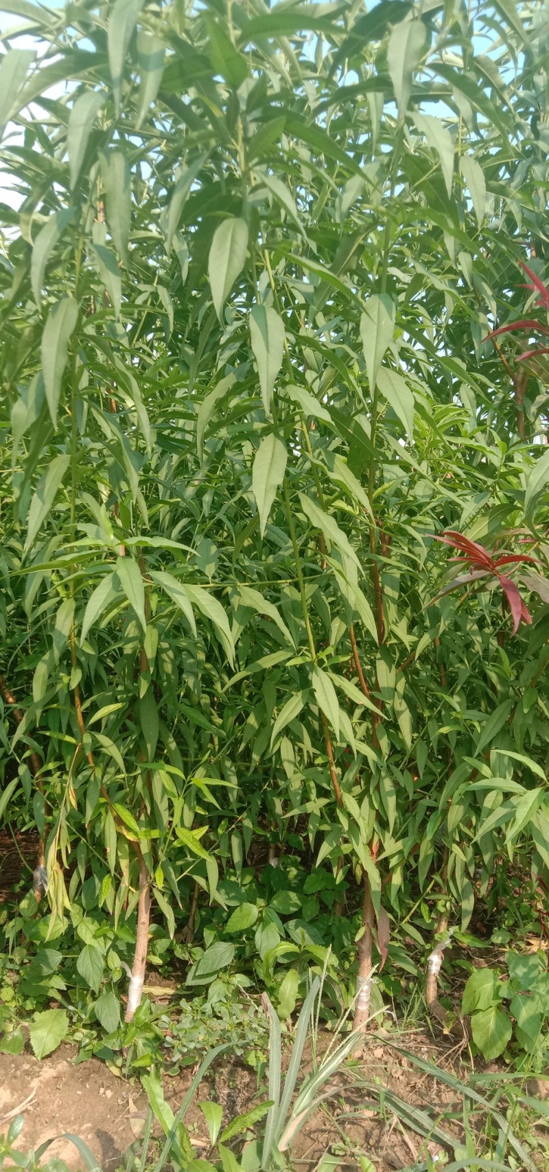 锦绣黄桃，中油4号，八三黄桃，突围毛桃，沙红毛桃价格便宜