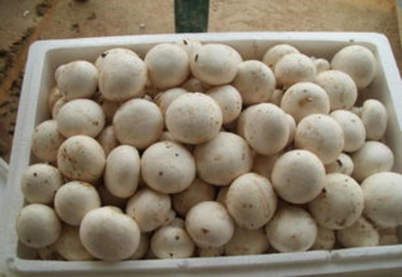 新鲜口蘑现摘双孢菇白蘑菇产地直发冷链时令蔬菜煲汤休闲