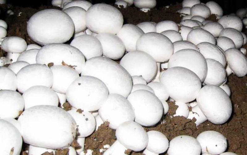 新鲜口蘑现摘双孢菇白蘑菇产地直发冷链时令蔬菜煲汤休闲